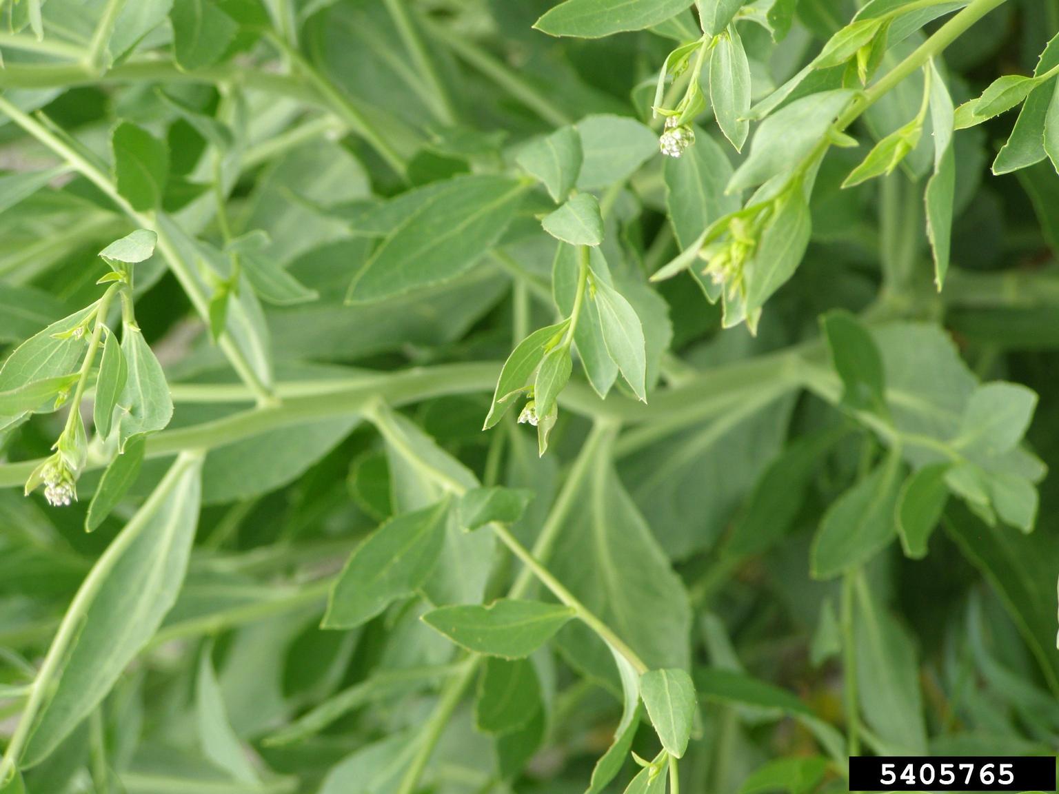 A leafy green plant is shown in close-up, with elongated lance-shaped leaves and small clusters of white flowers at the tips of the stems. The foliage appears healthy and dense, with smooth leaf edges and a consistent green tone.
