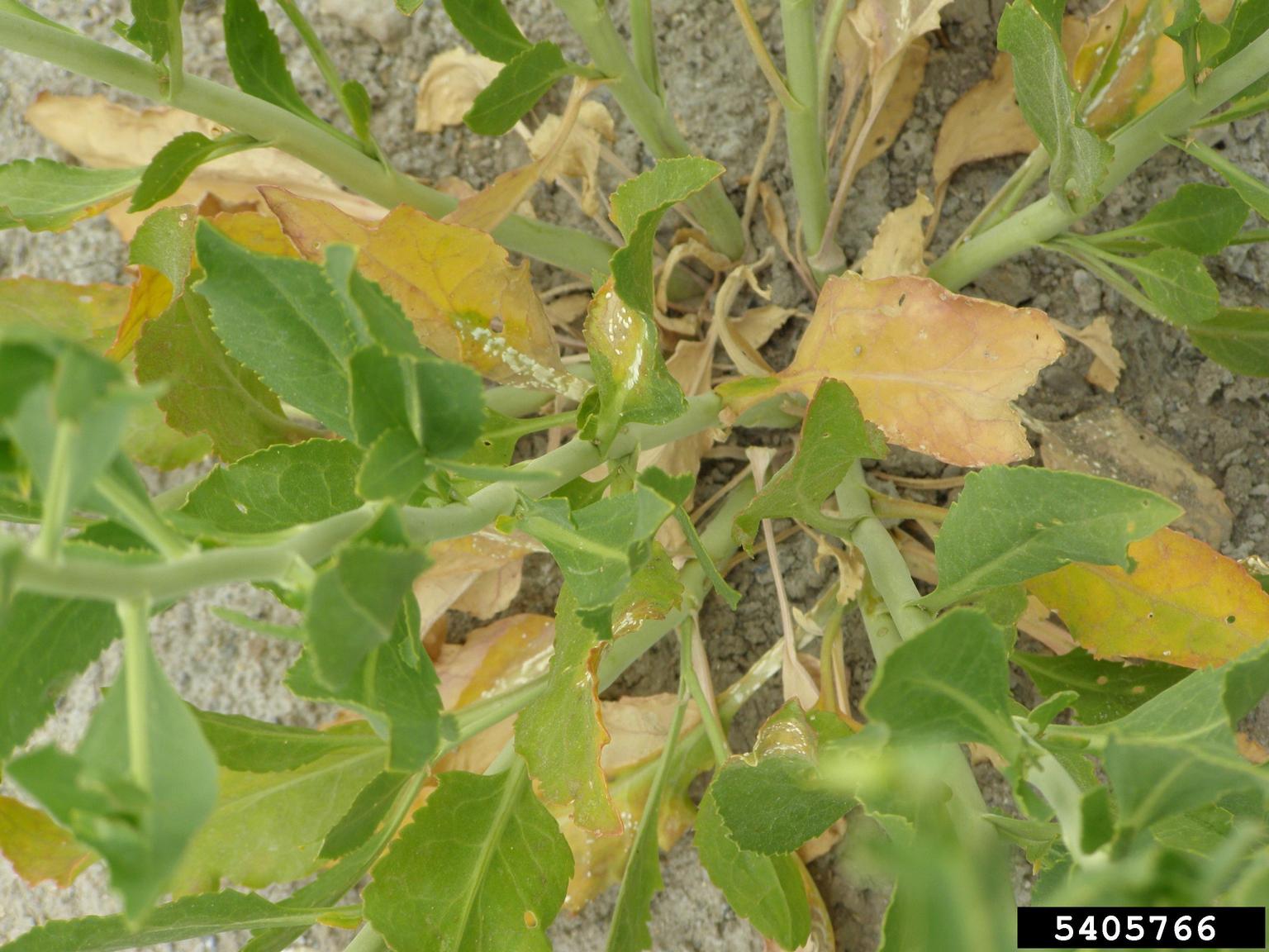 A close-up view shows a plant growing in soil with both healthy green leaves and visibly stressed yellowing leaves. The yellowed foliage appears wilted, and small white specks are present on the stems and leaf surfaces.