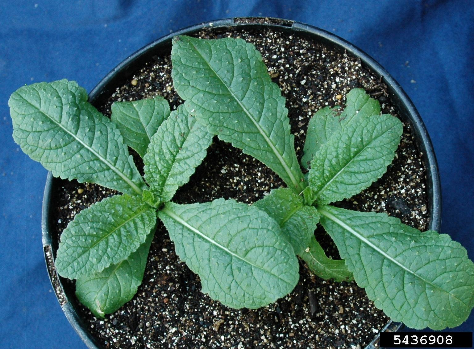 A potted plant is shown in close-up, growing in a circular container filled with soil. The plant has broad green leaves with a textured, slightly wrinkled surface and a prominent central vein. The background is a solid blue fabric, which contrasts with the green foliage and dark soil.