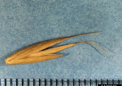 A single grass seed is shown against a blue background, positioned above a measurement scale. The seed is elongated and light brown, with several long, narrow appendages extending from one end.