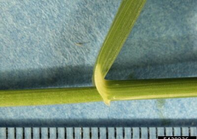 A green plant stem is shown against a blue background, featuring a distinct joint or node where two segments meet at an angle. The stem has a smooth texture with visible linear striations. A ruler placed at the bottom provides scale for the plant structure.