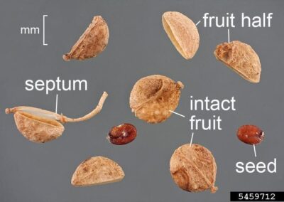 The image displays various parts of a small fruit laid out for examination on a neutral background. Labeled components include a halved fruit, an intact fruit, a seed, and a septum. A millimeter scale is present, indicating the small size of each part.