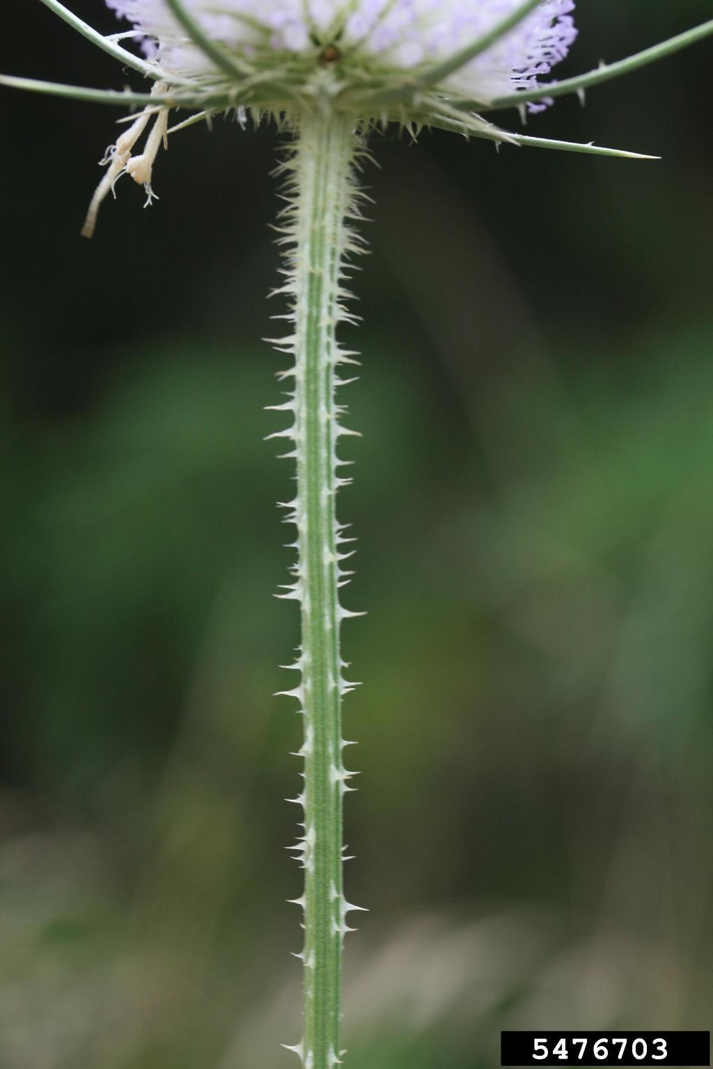 A close-up view shows the green stem of a plant with numerous sharp white spines. At the top, part of the flower head is visible, composed of small, light purple or white flowers arranged in an umbrella-like cluster. The background is softly blurred, drawing attention to the stem texture and floral structure.