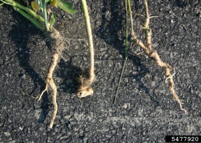 Three uprooted plants are laid out on an asphalt surface, with focus on their roots and lower stems. The roots are irregularly shaped and appear swollen, while the green stems retain some attached leaves.