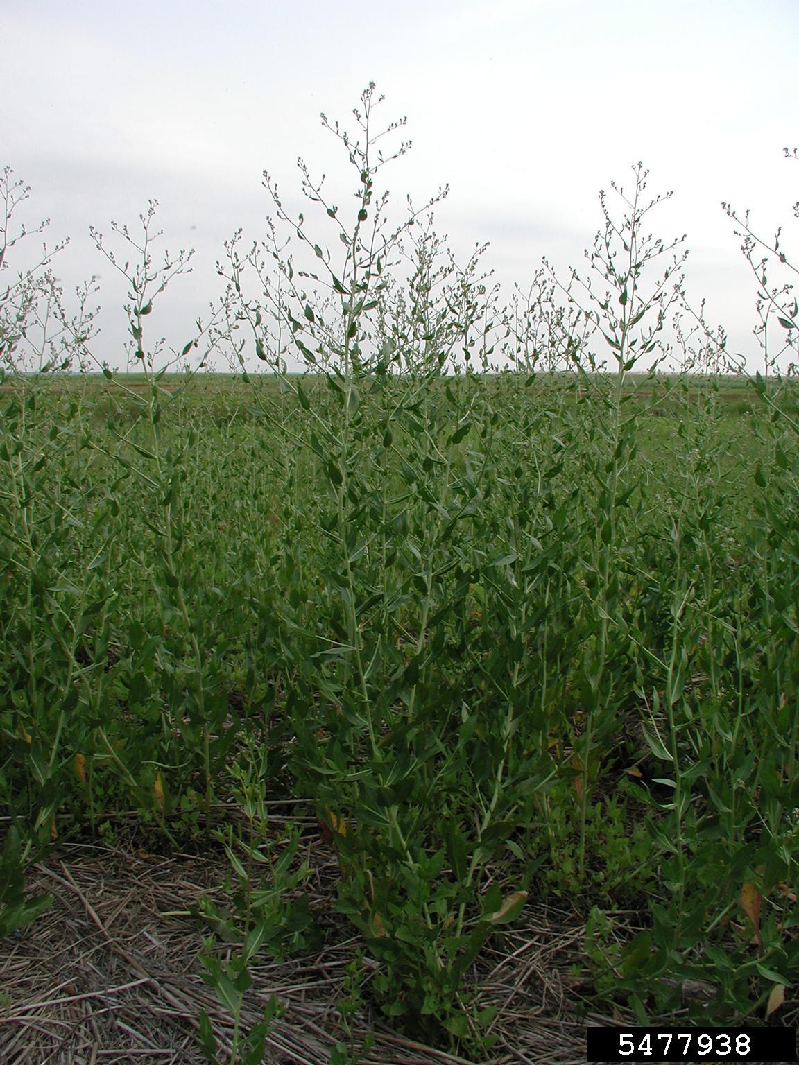 A dense growth of green plants fills a field under an overcast sky. The plants have tall, slender stems and small leaves, rising from a ground layer covered in dry straw and plant debris. The horizon is visible in the distance, suggesting an open, cultivated or transitional landscape.