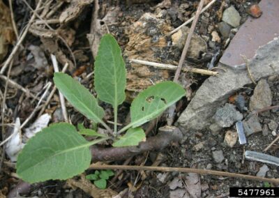 A young plant is shown growing in an outdoor setting among soil, rocks, and dried plant debris. The leaves are broad, green, and serrated, with visible veins and small holes scattered across the surface. The surrounding area includes twigs, stones, and fragments of metal or glass.