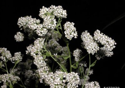 A close-up view shows a flowering plant with rounded clusters of small white flowers, each with tiny petals and yellow centers. The plant has green stems and narrow leaves, and the background is solid black, which highlights the floral texture and structure.