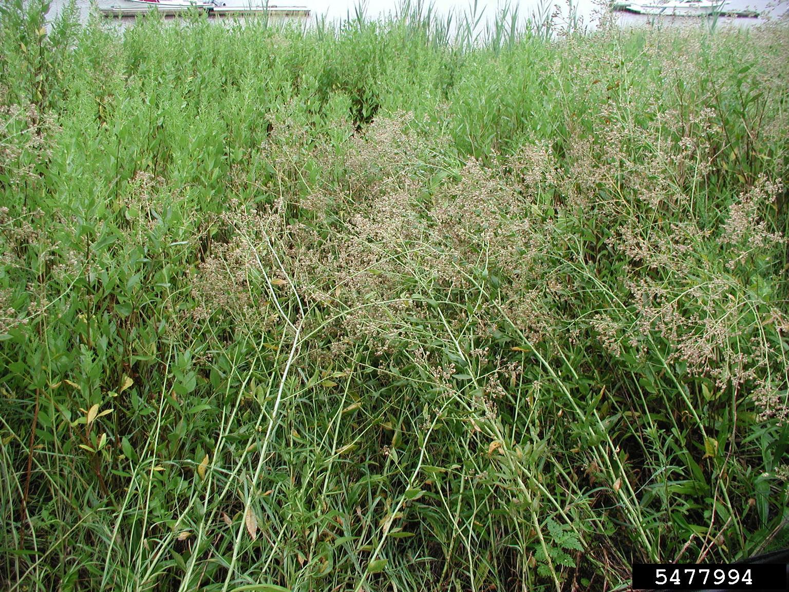 A dense patch of green vegetation fills the frame, with a prominent plant featuring thin stems and clusters of small, light-colored flowers or seed heads standing out against darker foliage. The surrounding area includes taller grasses and hints of structures near the top edge.