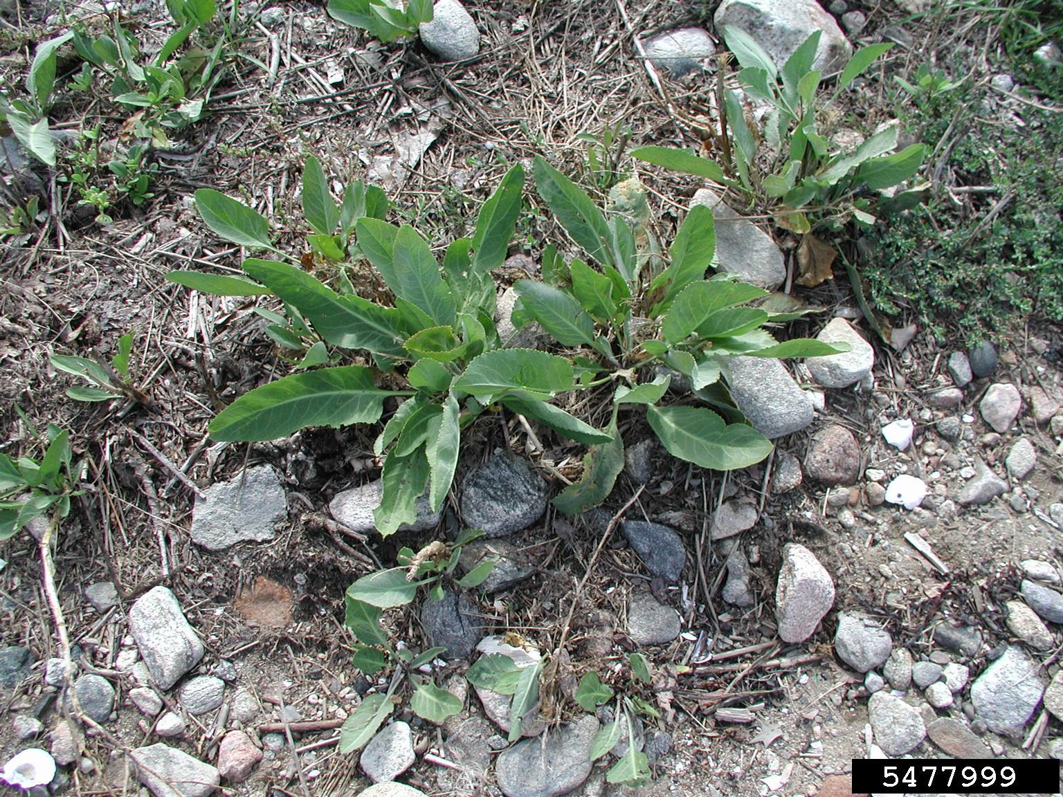A patch of ground shows several green leafy plants growing among rocks and dry soil. The plants have elongated, broad leaves and emerge from a surface scattered with small stones, twigs, and sparse vegetation. The setting appears disturbed or uncultivated. The image emphasizes leaf shape, ground texture, and habitat conditions.