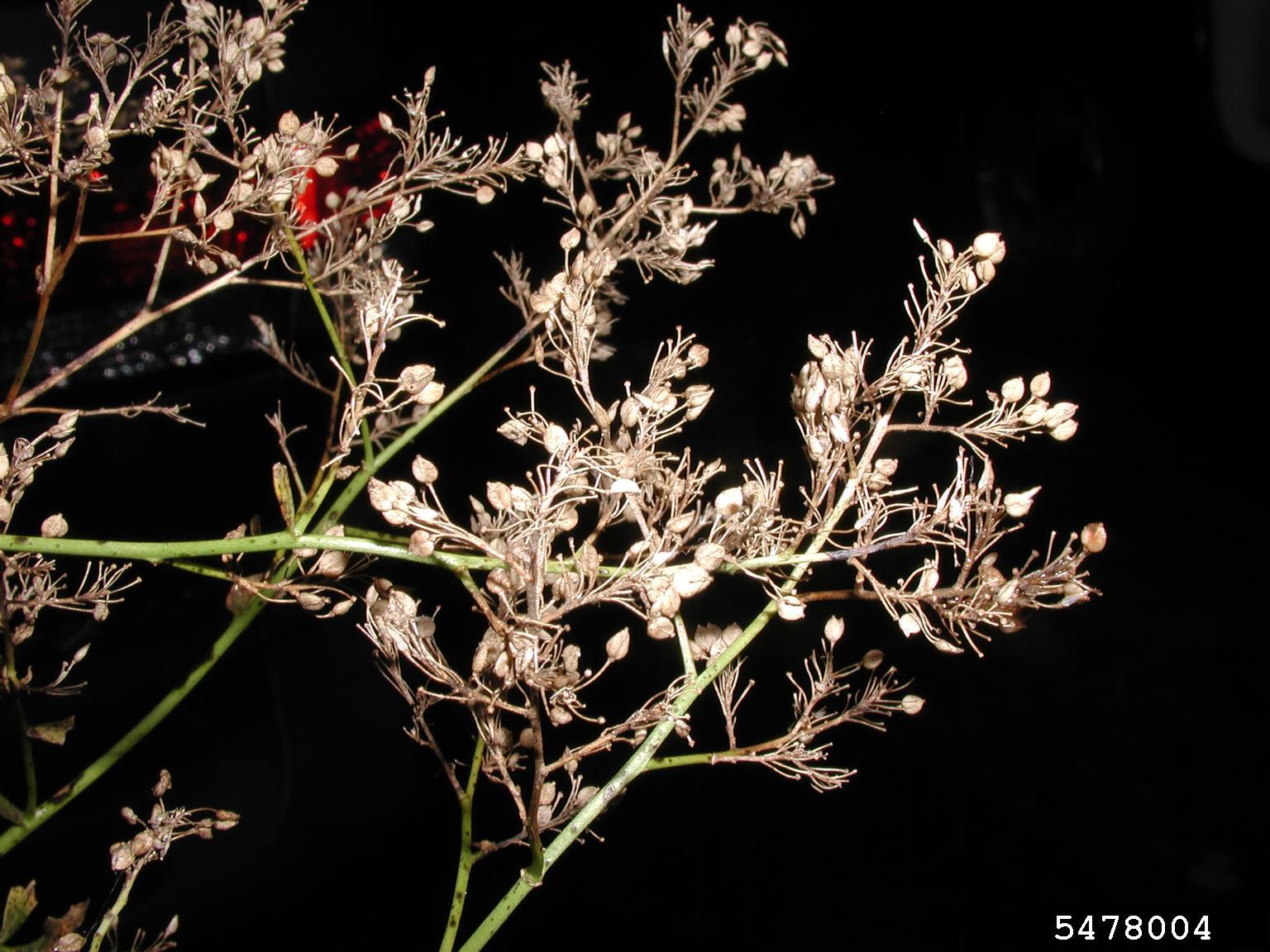 A close-up view shows a plant with green stems and numerous small, dried seed pods or flower buds. Most of the foliage is brown and desiccated, suggesting a late stage in the plant’s growth cycle.
