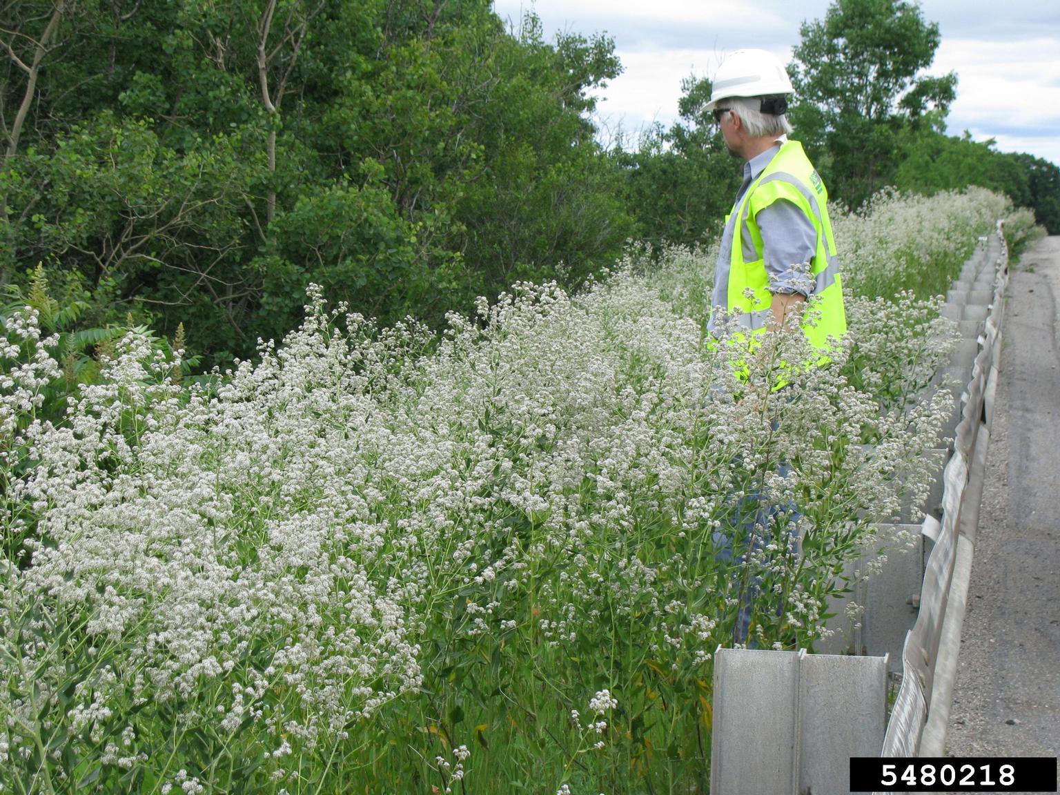 A person wearing a white hard hat and neon yellow safety vest stands beside a roadside guardrail, observing a dense growth of white-flowered plants along the road’s edge. The plants grow in abundance, forming a thick band of vegetation. In the background, a wooded area with green trees provides contrast.