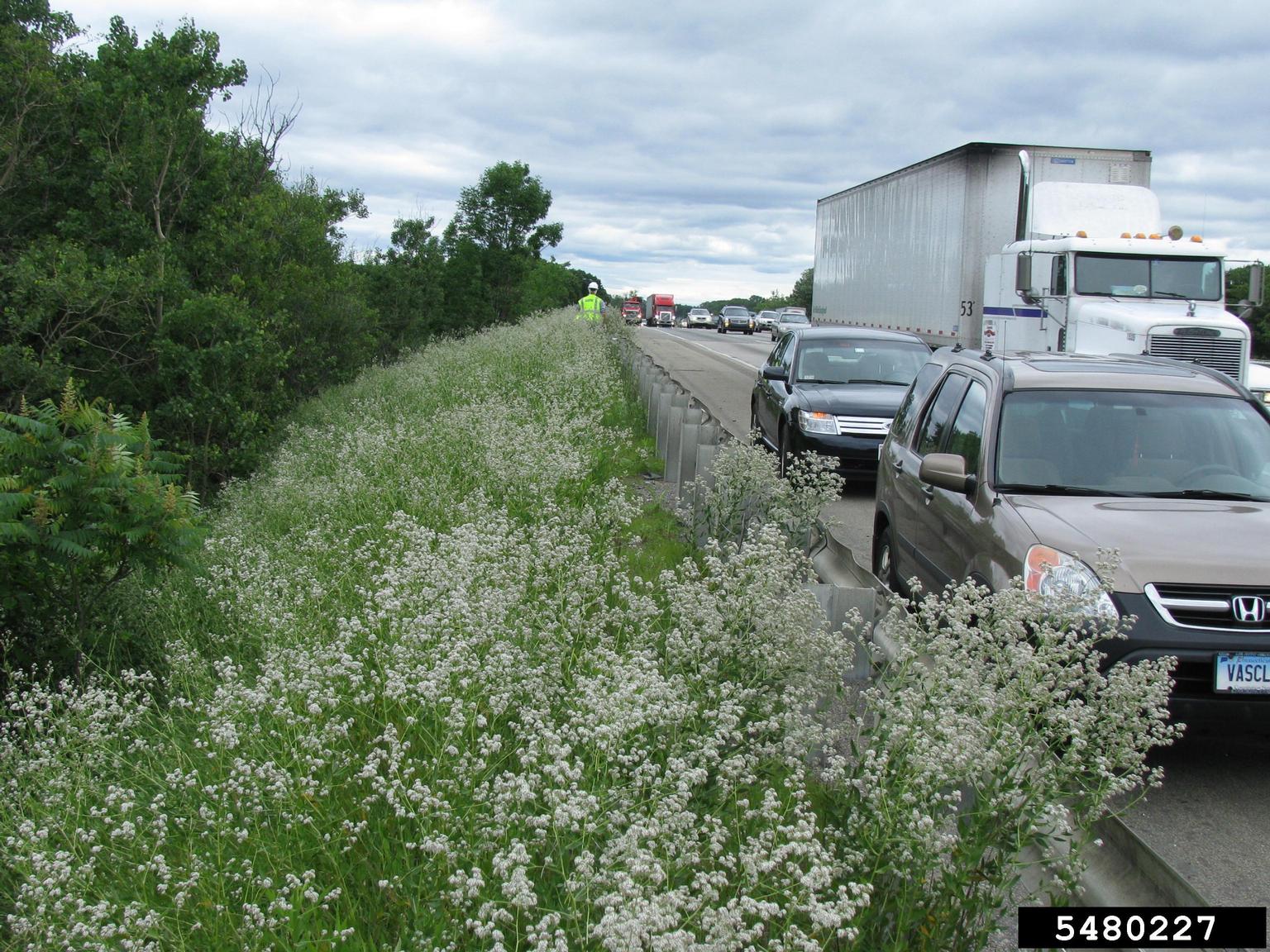 A roadside scene shows a line of vehicles, including cars and a semi-truck, moving slowly or stopped on a highway. On the left, a dense growth of white-flowered plants lines the shoulder, separated from the road by a metal guardrail. Trees and other vegetation extend beyond the roadside.