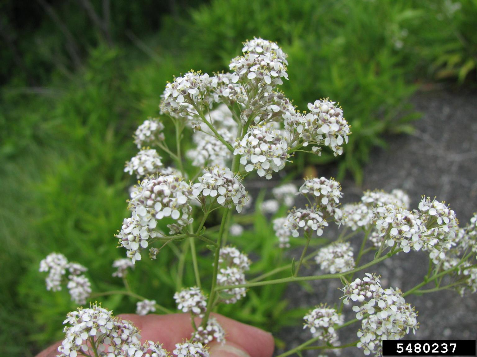 A close-up view shows a flowering plant with dense clusters of small white flowers at the tips of green stems. Each flower has four petals, and the plant is being held in a hand, suggesting examination or collection. The background includes green foliage and a patch of soil or pavement.