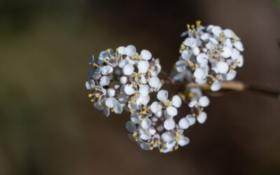 Perennial Pepperweed