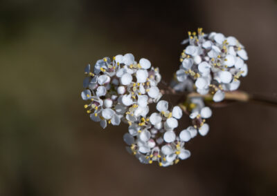 Perennial Pepperweed