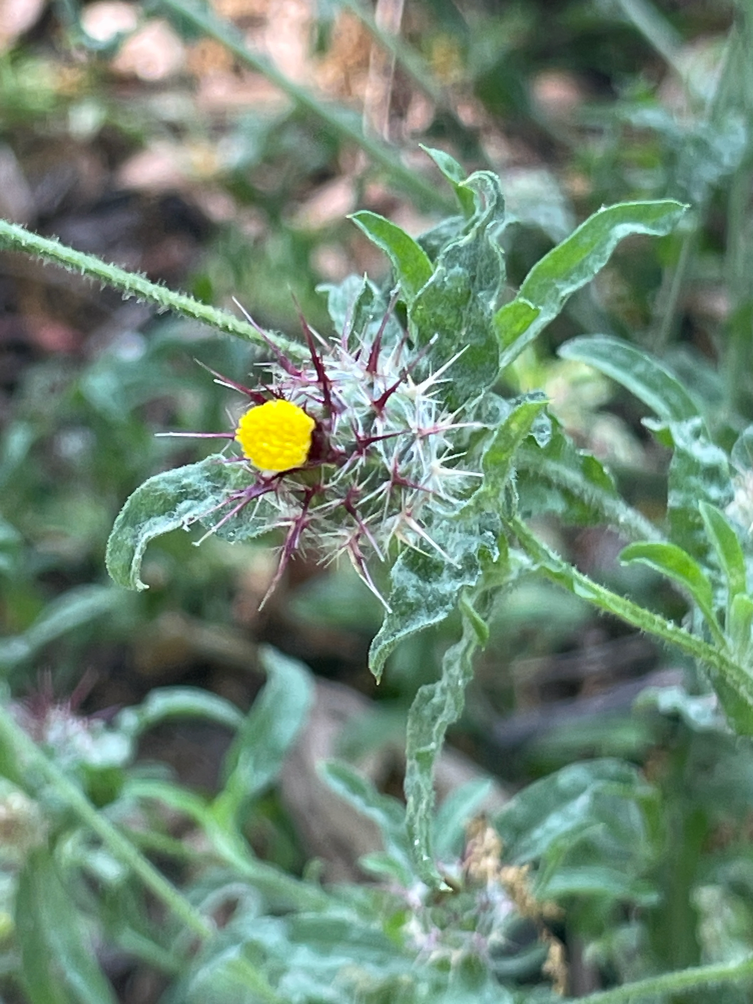 A close-up view shows a wildflower with a bright yellow center surrounded by sharp, spiky structures in purple and white. The plant has green, textured leaves with a slightly fuzzy surface. The background is filled with additional green foliage, suggesting a natural setting. The image emphasizes floral contrast, spine arrangement, and leaf texture.