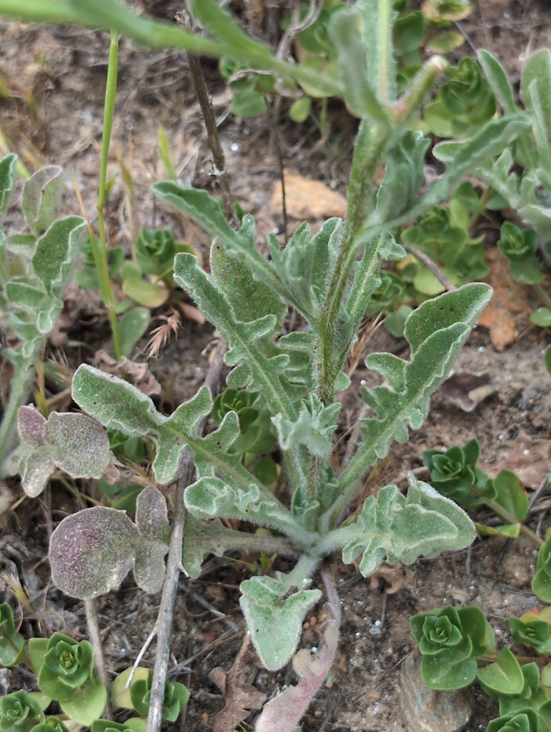 A close-up view shows a plant with green, lobed leaves covered in fine white hairs, giving them a fuzzy texture. The leaves are irregularly shaped and appear adapted to dry conditions. Surrounding the central plant are smaller green plants with rounded leaves, some forming rosette patterns.