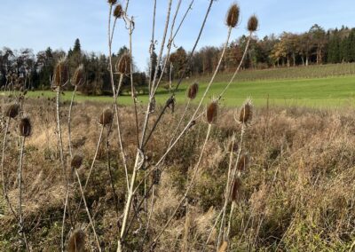 A dry teasel plant stands among tall, dry grasses in a field. It has multiple spiky stems topped with brown, cone-shaped flower heads covered in stiff bracts. Behind the plant is a green grassy area, a line of trees with autumn-colored foliage, and a clear blue sky.