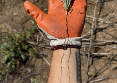 A person wearing an orange and white gardening glove is holding a small uprooted plant with a long taproot. The plant has green, lobed leaves and is positioned against the gloved hand for scale.
