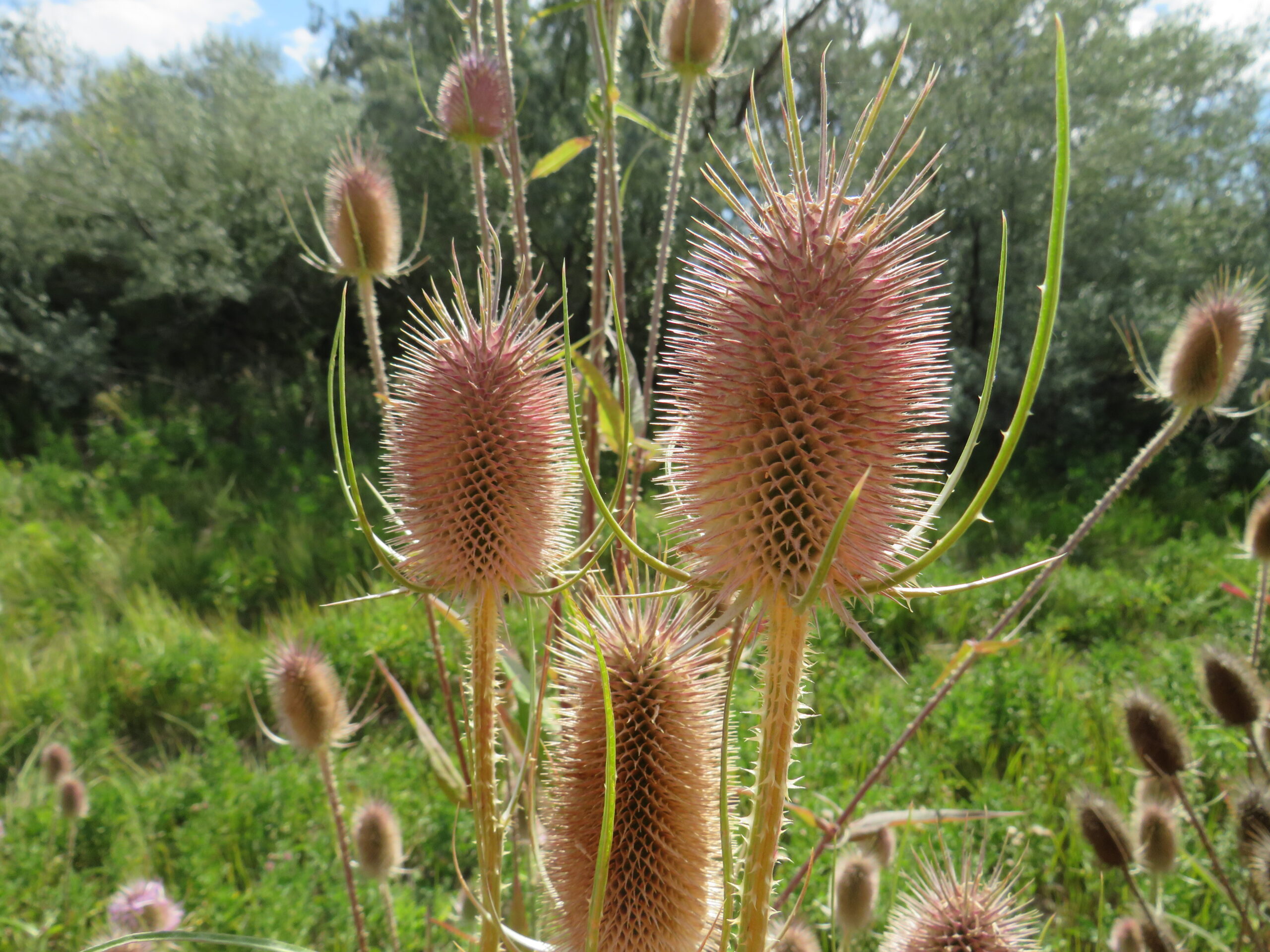 Several teasel plants are shown in a close-up view, each with elongated, spiky flower heads displaying a pinkish hue. The plants are surrounded by long, narrow leaves and set against a backdrop of green vegetation and trees, suggesting a lush meadow or wetland environment.