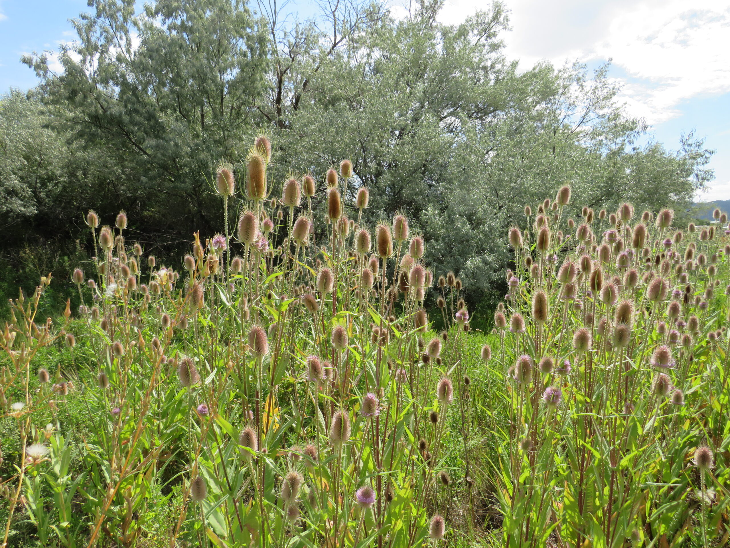 A dense patch of wild teasel plants is shown growing in a natural setting. The plants have tall, spiky stems with cylindrical flower heads covered in bristly spines. Some of the heads display light purple blooms. In the background, leafy trees and shrubs form a thicket, suggesting a lush habitat.