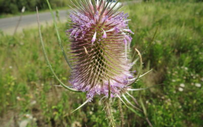Common Teasel
