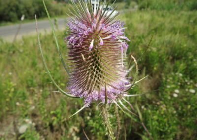Common Teasel