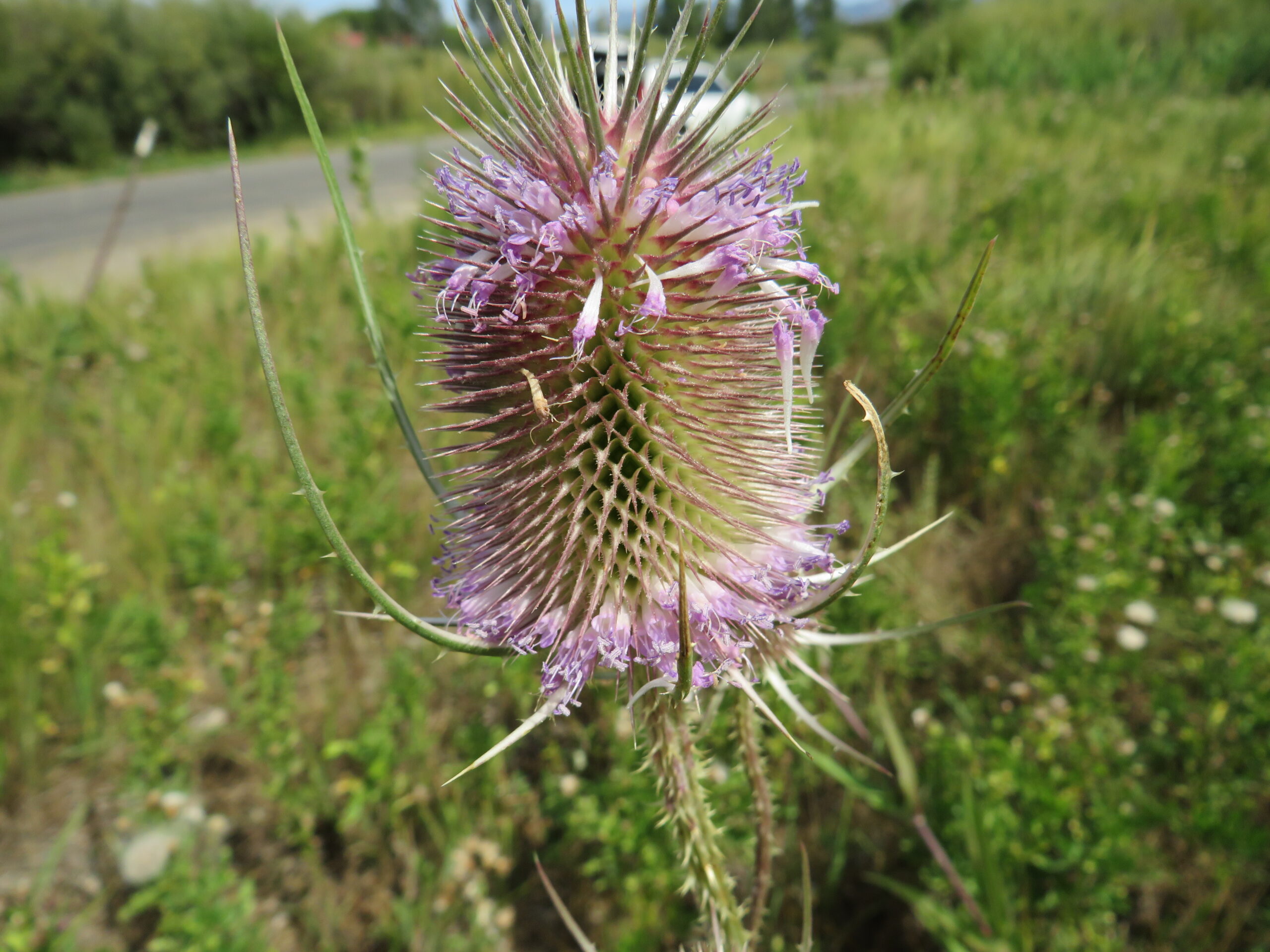 A close-up view shows a wild teasel flower head with a cylindrical shape and spiny bracts. A ring of small purple flowers is blooming around its middle. The plant is situated in a grassy roadside area, with a road and vehicles faintly visible in the background.