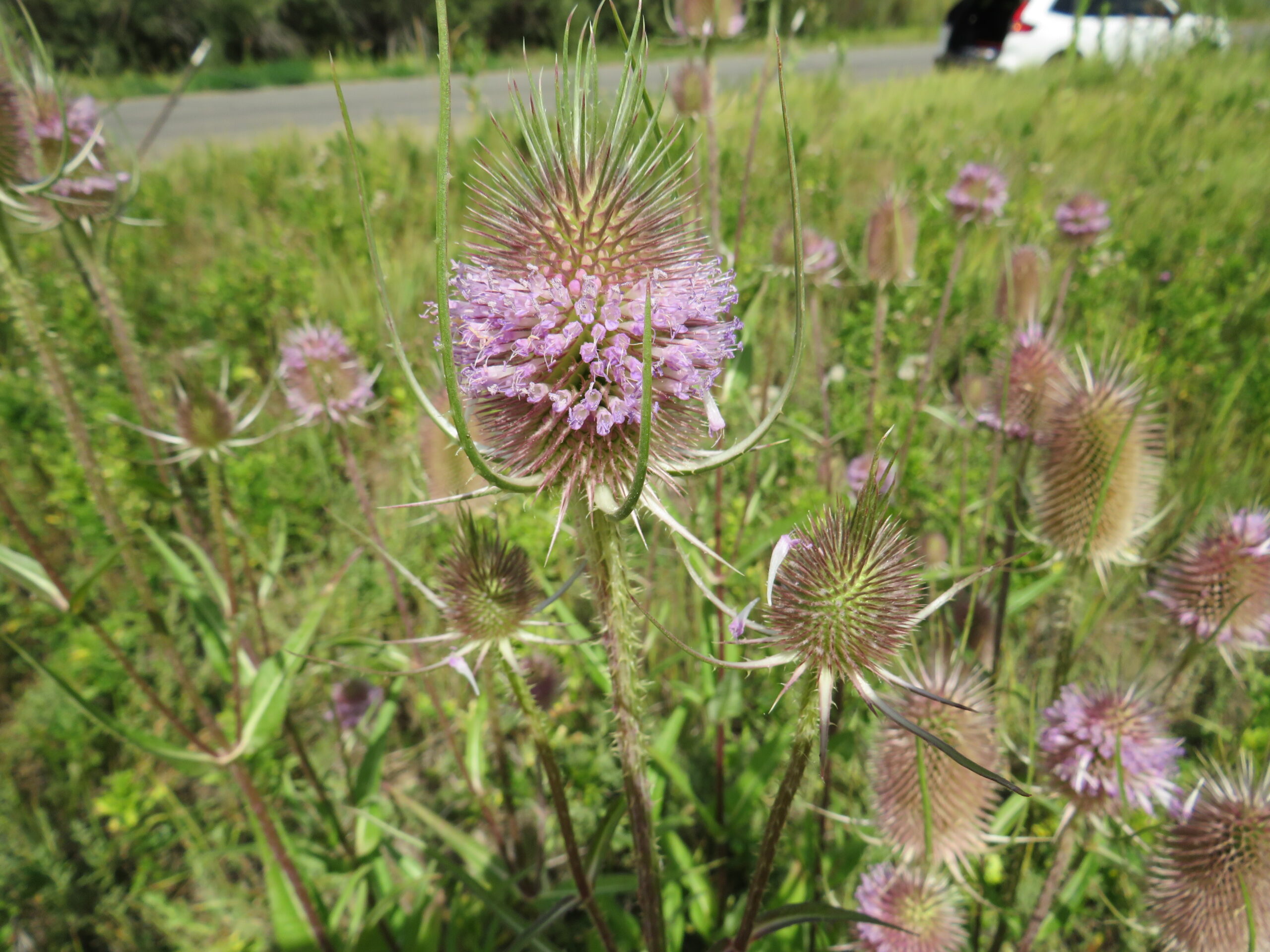 A group of wild teasel plants is shown growing near a roadside in a grassy area. The central flower head is cylindrical and covered in spiny bracts, with a ring of small tubular purple flowers blooming around its middle. Additional teasel heads are visible in the background.