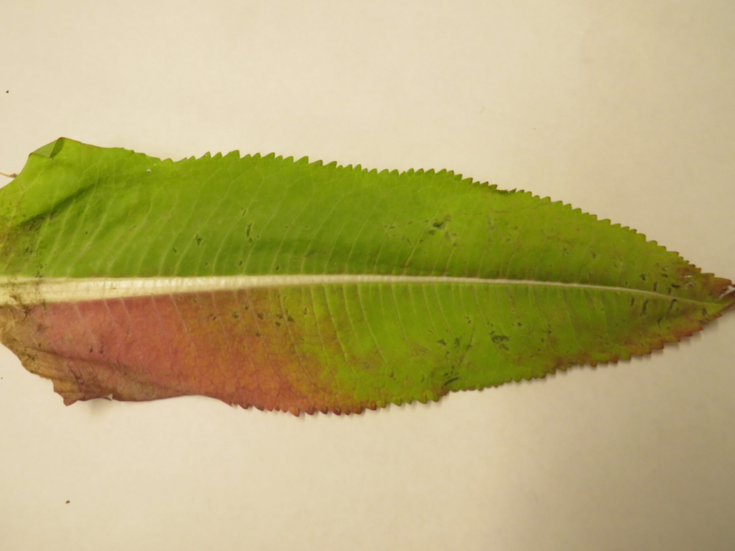 A single elongated leaf is placed on a light surface. It has a serrated edge and a prominent central vein running from base to tip. The upper portion of the leaf is green, while the lower portion transitions into reddish-brown tones.