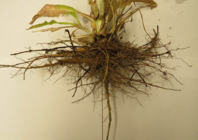 A plant specimen is laid out on a flat surface with its entire root system exposed. The top of the plant shows green and brown leaves, indicating mixed stages of vitality. The root system includes a central taproot with numerous fibrous lateral roots branching outward. The roots are well-developed and spread in multiple directions.
