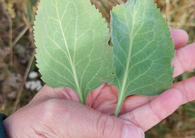 A hand holds two green leaves with serrated edges and prominent vein patterns. The leaves are similar in shape and size but differ slightly in color and surface texture. The background consists of dry grass and vegetation, suggesting an outdoor setting.