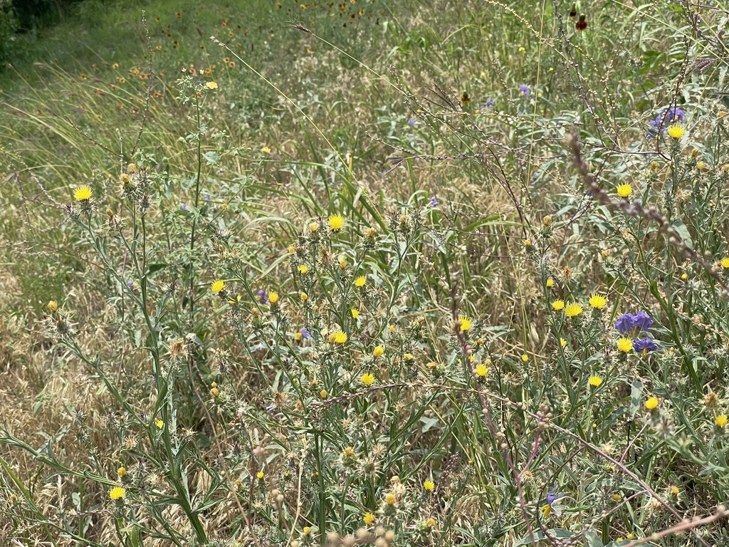 A natural field is shown with dense vegetation, including tall grasses and scattered wildflowers. Small yellow flowers with daisy-like shapes are interspersed among slightly larger purple flowers that appear in clusters. The stems and grasses weave together, creating a textured and layered scene. The background continues with similar growth, suggesting a thriving habitat.