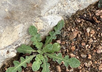 A small green plant is shown growing at the edge of a rough concrete surface and gravelly soil. The plant has broad, lobed leaves arranged in a rosette pattern, with visible water droplets on the leaf surfaces.