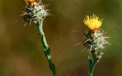 Maltese Starthistle