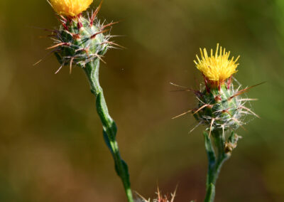 Maltese Starthistle
