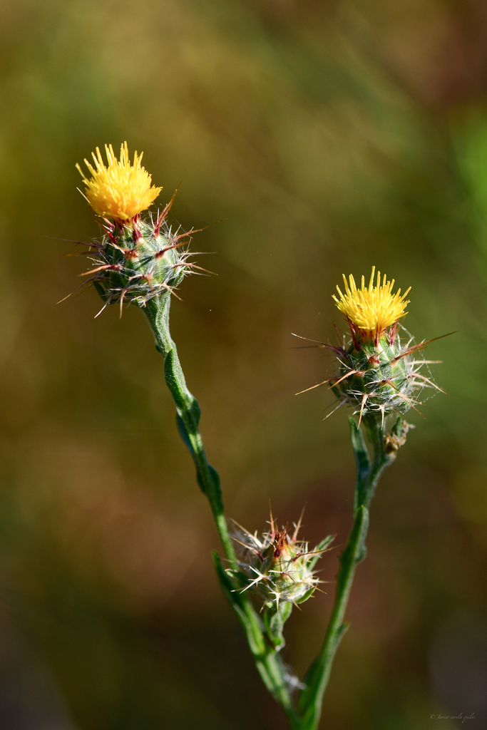 A close-up view shows a plant with bright yellow flowers emerging from spiny flower heads. Each bloom is surrounded by sharp, reddish-tipped spines, and the stems and elongated leaves are green. The background is softly blurred, drawing attention to the detailed texture of the spines and the vivid contrast between the flowers and their protective structures.