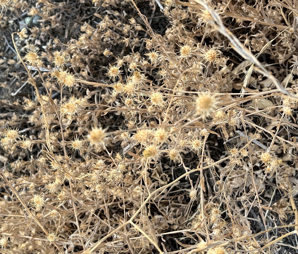 A close-up view shows a patch of dried vegetation composed of thistle-like plants with spiky seed heads. The plants are light brown and beige, with small, round heads covered in fine spines. The surrounding area is dry, and the clustered growth suggests adaptation to arid conditions.