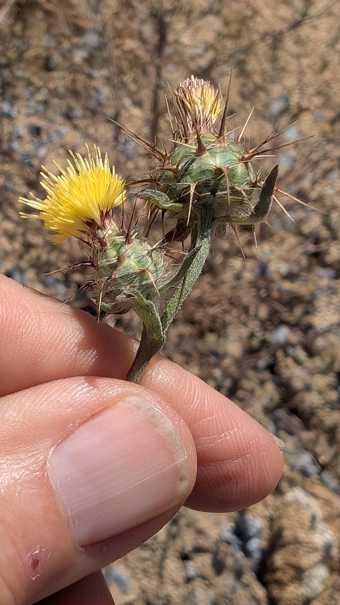 A close-up view shows a plant with bright yellow flowers emerging from spiny flower heads. Each bloom is surrounded by sharp, reddish-tipped spines, and the stems and elongated leaves are green. The background is softly blurred, drawing attention to the detailed texture of the spines and the vivid contrast between the flowers and their protective structures.