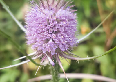 A close-up view shows a blooming teasel flower with a spiky, cone-shaped head densely covered in small tubular purple flowers. Long, pointed bracts extend outward from the base, giving the flower a distinctive and prickly silhouette. The background is softly blurred greenery, which draws attention to the intricate floral structure and coloration.