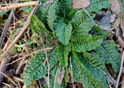 A green leafy plant is shown growing among dry leaves and twigs on the ground. The leaves are broad, deeply textured, and wrinkled, with a rich green color arranged in a rosette pattern. The surrounding area contains dried vegetation, suggesting a natural setting such as a forest floor or garden bed during a colder season.