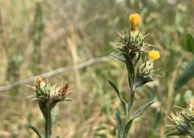 A close-up view shows a plant with narrow green leaves and spiny flower buds. Small yellow flowers emerge from the tops of the buds, which are surrounded by sharp, needle-like spines. The background is softly blurred, with grasses and other vegetation suggesting a wild, uncultivated setting.