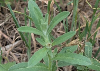 A close-up view shows a green plant growing among dry grass and other vegetation. The plant has elongated, lance-shaped leaves with a slightly fuzzy surface, arranged in opposite pairs along the stem. The surrounding area includes various grasses and small plants, suggesting a natural, uncultivated habitat.