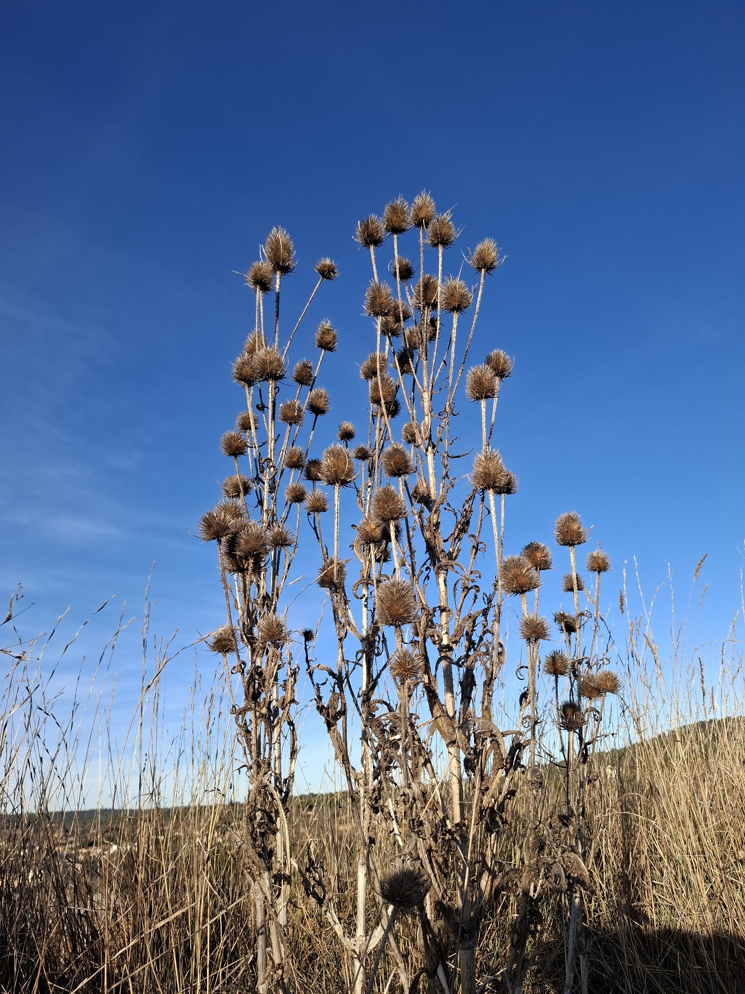 A group of dried plants stands tall in a grassy field beneath a clear blue sky. Each plant has a spiky brown seed head and a leafless stem. The surrounding grasses are dry, and a hilly landscape is visible in the distance.