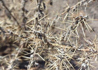 The plant in this image has a dense framework of rigid, pale yellow‑brown thorns projecting from gray, slightly twisted branches. The spines are long, straight, and closely spaced, creating a sharply armored surface along each segment.