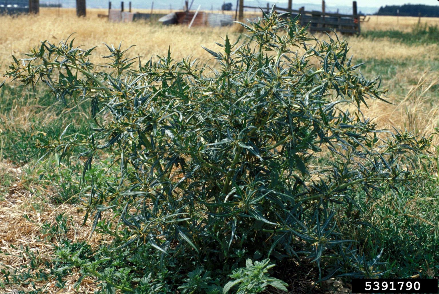The plant in this image has narrow, pointed green leaves arranged along slender stems, each leaf with a smooth surface and a slightly curved shape. At several leaf junctions, long, rigid yellow spines project outward, giving the plant a distinctly defensive appearance. Small buds—some still green, others dried to a brown tone—sit close to the stem.
