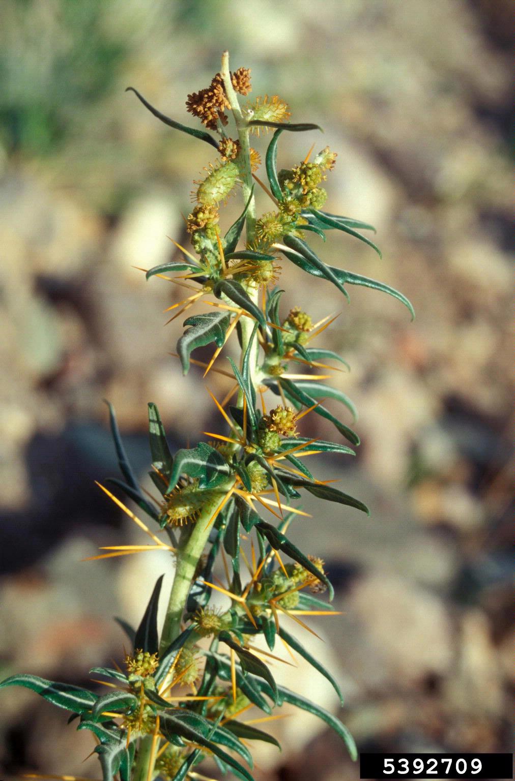 The plant in this image has several rounded, pale green pods covered in stiff, outward‑pointing yellowish spines. Each pod forms a compact, bristled sphere, with the spines arranged in a radiating pattern that gives them a sharply armored look. The surrounding leaves are narrow, smooth, and medium green, growing along slender stems that weave through a dry, rocky surface.