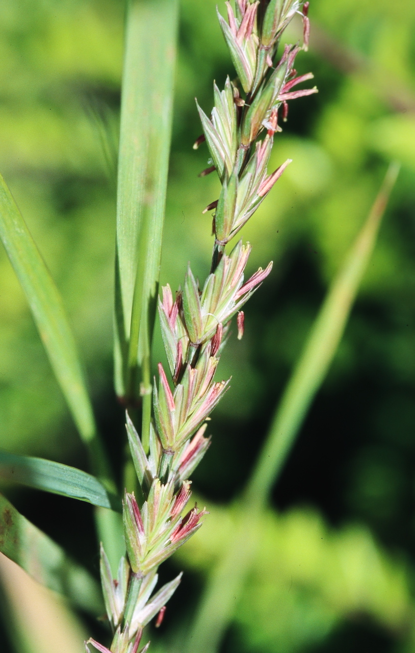 The image shows a close-up of a grass inflorescence with tightly arranged spikelets along a central stem. The spikelets display a mix of green and purplish tones, and many appear slightly overlapping, giving the structure a compact, layered look. Individual florets are not distinctly separated at this scale, but the overall form is elongated and cylindrical.