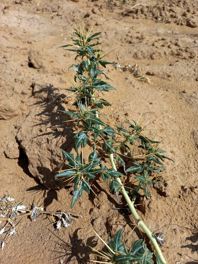 The plant in this image has a sturdy, pale green stem with long, rigid yellow spines emerging from the points where the leaves attach. The leaves themselves are glossy, medium green, and narrow, with smooth edges and a slightly curved shape. Each spine projects outward at a sharp angle, giving the plant a distinctly armored appearance.