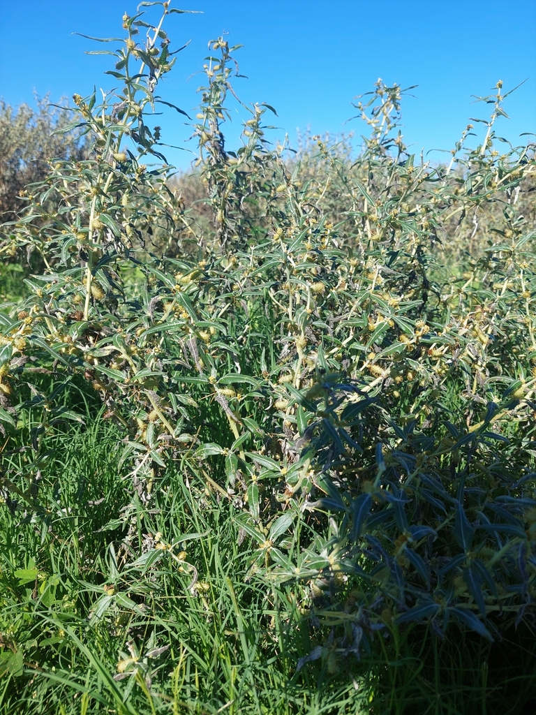 A dense stand of shrubs fills the scene, their branches covered in narrow, elongated leaves with a muted green tone that appears slightly silvery in the light. The foliage is thick and layered, creating a textured mass that stretches across the frame. Small, pale structures—either early flower clusters or developing fruits—are scattered among the leaves.